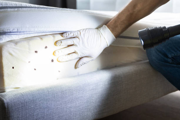 Best Best Pest Control Companies  in Lumbine, CO