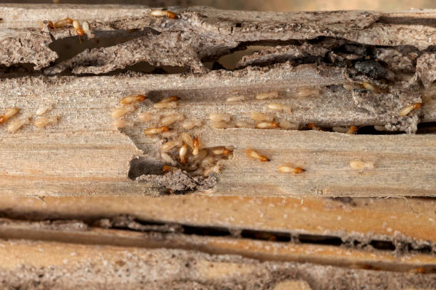 Flea Control Services in Columbine, CO
